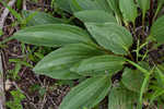 Groovestem Indian plantain